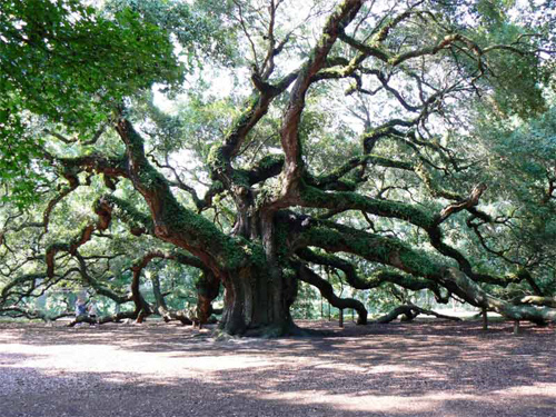 Angel Oak on John's Island, SC