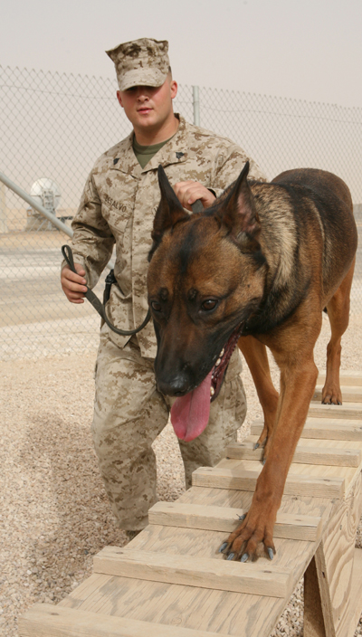 Military Working Dog