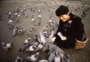 Pigeon feeding